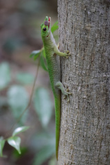 Phelsuma kochi