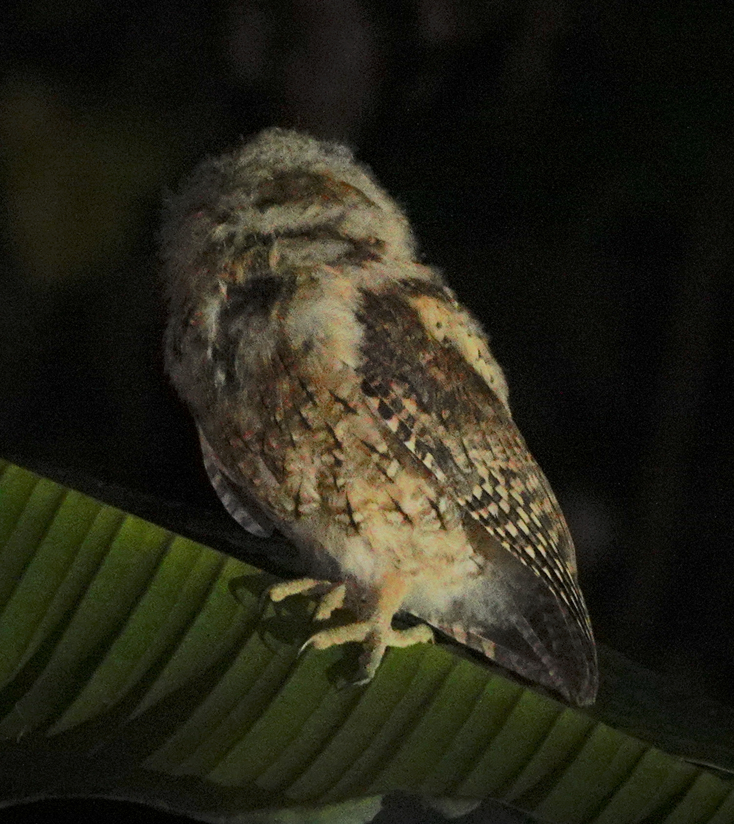 Moluccan Scops Owl (Otus magicus), photo 8