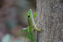 Phelsuma kochi