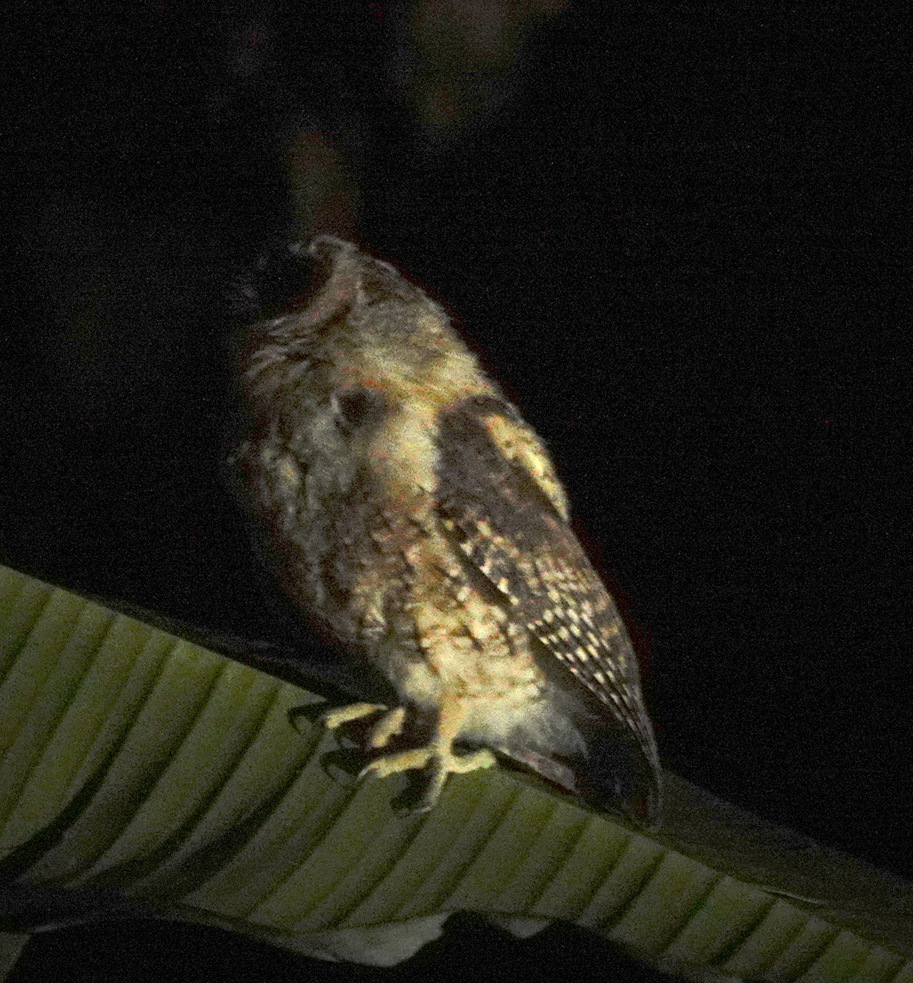 Moluccan Scops Owl (Otus magicus), photo 9