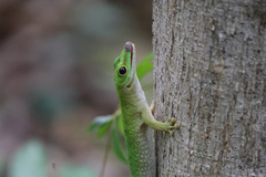 Phelsuma kochi