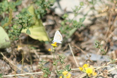 Polyommatus bellargus