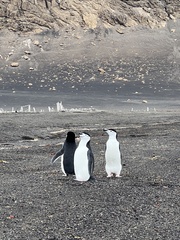 Pygoscelis antarcticus