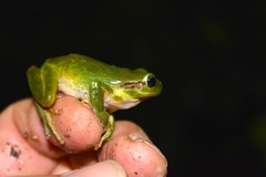 Hyla meridionalis