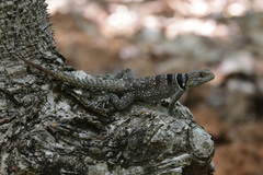 Oplurus cuvieri