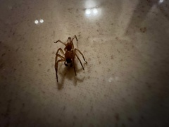 Clubionidae