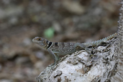 Oplurus cuvieri