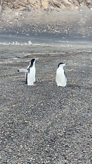 Pygoscelis antarcticus