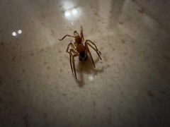 Clubionidae