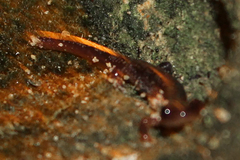 Plethodon dixi