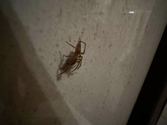 Clubionidae