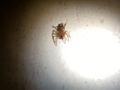 Clubionidae