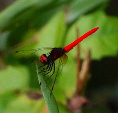 Nannophya pygmaea