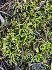 Scleropodium obtusifolium