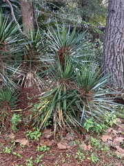 Yucca aloifolia