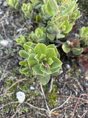 Arctostaphylos tomentosa