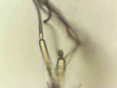 Pauropodidae