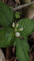 Spigelia humboldtiana