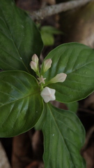 Spigelia humboldtiana