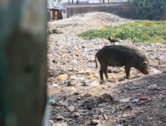 Corvus splendens splendens