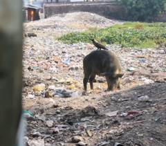 Corvus splendens splendens