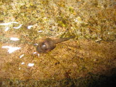 Sumaterana crassiovis