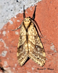 Lophocampa