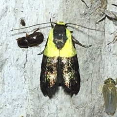 Rectiostoma xanthobasis