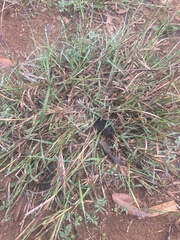 Bothriochloa ischaemum