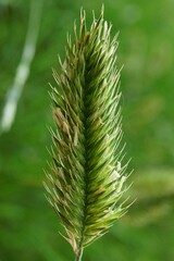 Agropyron cristatum