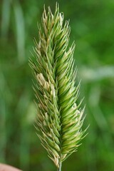 Agropyron cristatum