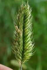 Agropyron cristatum