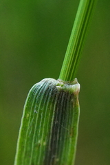 Agropyron cristatum