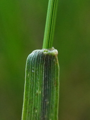 Agropyron cristatum