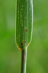 Agropyron cristatum