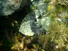 Australostichopus mollis