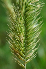 Agropyron cristatum