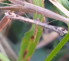 Platyptilia carduidactylus