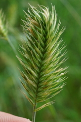 Agropyron cristatum