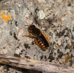 Rhodanthidium sticticum