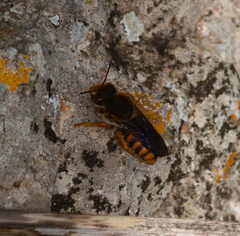 Rhodanthidium sticticum