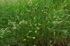 Agropyron cristatum