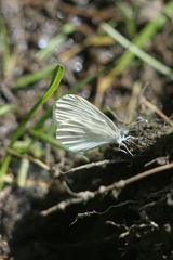 Leptidea sinapis