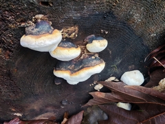 Fomitopsis mounceae