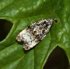 Endothenia