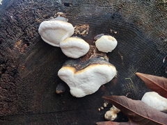 Fomitopsis mounceae