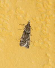 Scoparia ambigualis