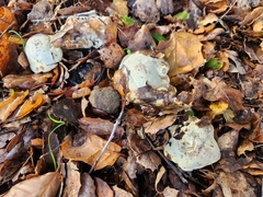 Hypomyces