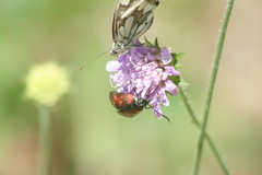 Zygaena filipendulae