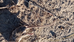 Chaetodipus